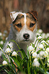Jack Russell Terrier Portrait