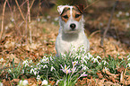 sitting Jack Russell Terrier