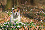 sitting Jack Russell Terrier