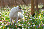 standing Jack Russell Terrier