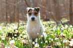 sitting Jack Russell Terrier