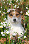 lying Jack Russell Terrier