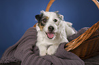 lying Jack Russell Terrier