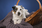 lying Jack Russell Terrier