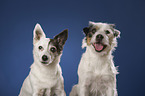 2 Jack Russell Terrier