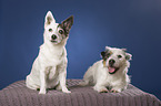 2 Jack Russell Terrier