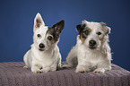 2 Jack Russell Terrier