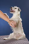 sitting Jack Russell Terrier