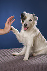 Jack Russell Terrier gives paw