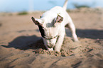 Jack Russell Terrier Puppy