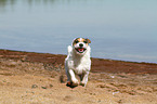 running Jack Russell Terrier