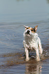 shaking Jack Russell Terrier