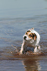 shaking Jack Russell Terrier