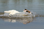 splashing Jack Russell Terrier