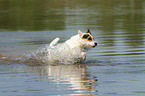 running Jack Russell Terrier