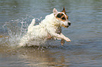 running Jack Russell Terrier