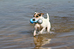 playing Jack Russell Terrier