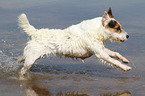 running Jack Russell Terrier