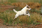 jumping Jack Russell Terrier