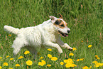 running Jack Russell Terrier