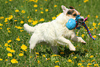 playing Jack Russell Terrier