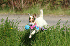 jumping Jack Russell Terrier