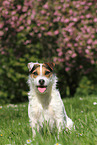 sitting Jack Russell Terrier