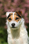 Jack Russell Terrier Portrait