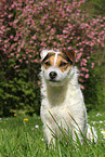 sitting Jack Russell Terrier