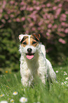 standing Jack Russell Terrier