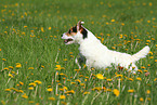 running Jack Russell Terrier