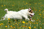 running Jack Russell Terrier