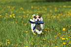 running Jack Russell Terrier