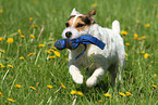 running Jack Russell Terrier