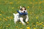 running Jack Russell Terrier