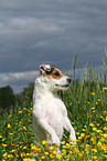 Jack Russell Terrier shows trick