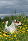 standing Jack Russell Terrier