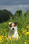 Jack Russell Terrier Portrait