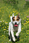 running Jack Russell Terrier