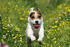 running Jack Russell Terrier