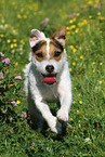 running Jack Russell Terrier