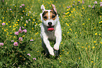 running Jack Russell Terrier