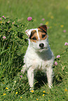 standing Jack Russell Terrier