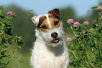 Jack Russell Terrier Portrait