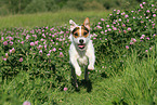 running Jack Russell Terrier