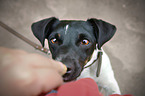 Jack Russell Terrier Portrait