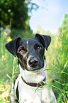 Jack Russell Terrier Portrait