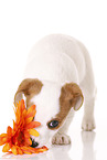 Jack Russell Terrier Puppy