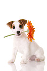 Jack Russell Terrier Puppy with flower