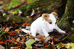 Jack Russell Terrier Puppy